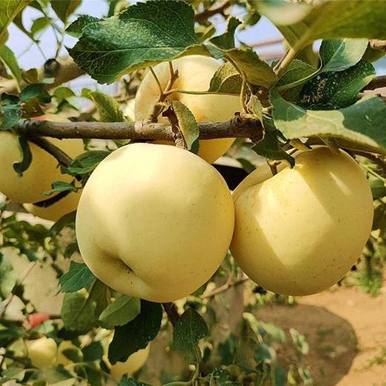 ትኩስ ወርቃማ ጣፋጭ ፖም
