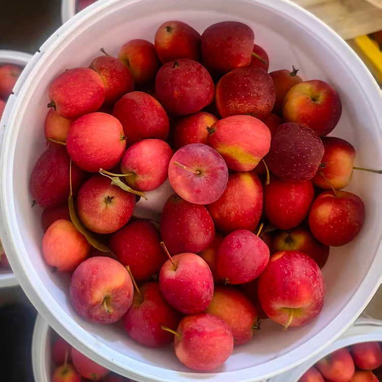ከፍተኛ-ደረጃ አዲስ-ሰብል ቻይንኛ Cherry Apple