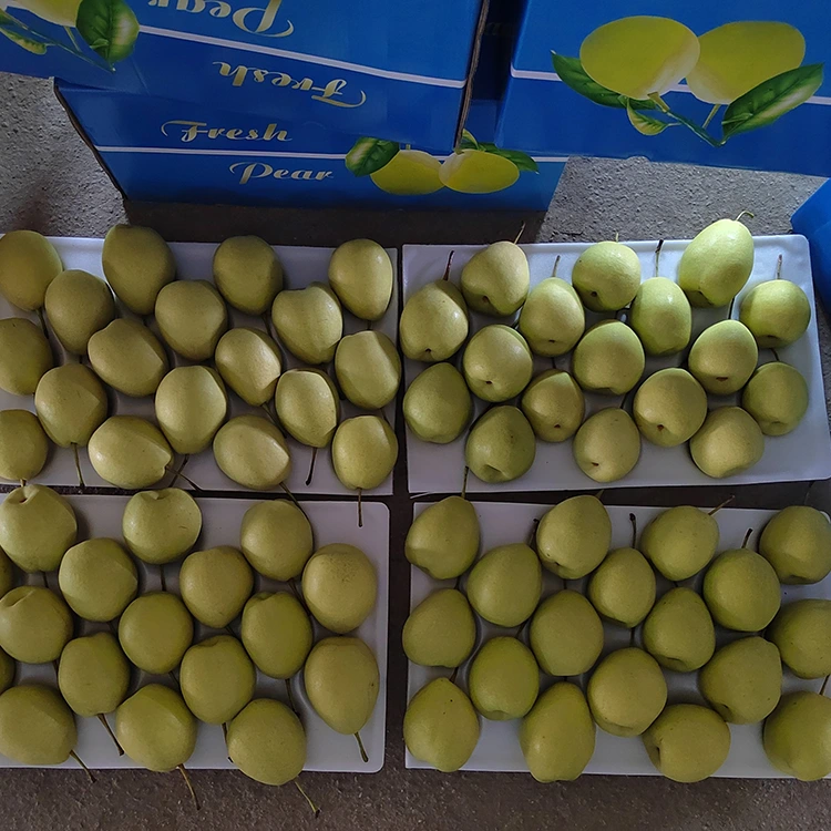 በተፈጥሮ ጣፋጭ ሻንዶንግ ፒርስ