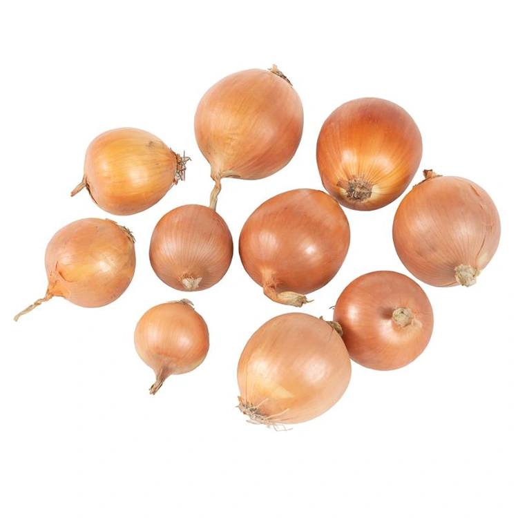 ፕሪሚየም ትኩስ ቢጫ ሽንኩርት