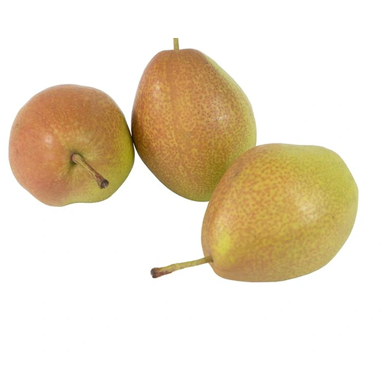 የላቀ ጥራት ትኩስ የሆንግሺያንግሱ ፒርስ